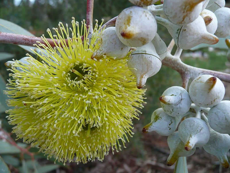 File:Eucalyptus woodwardii (2).jpg