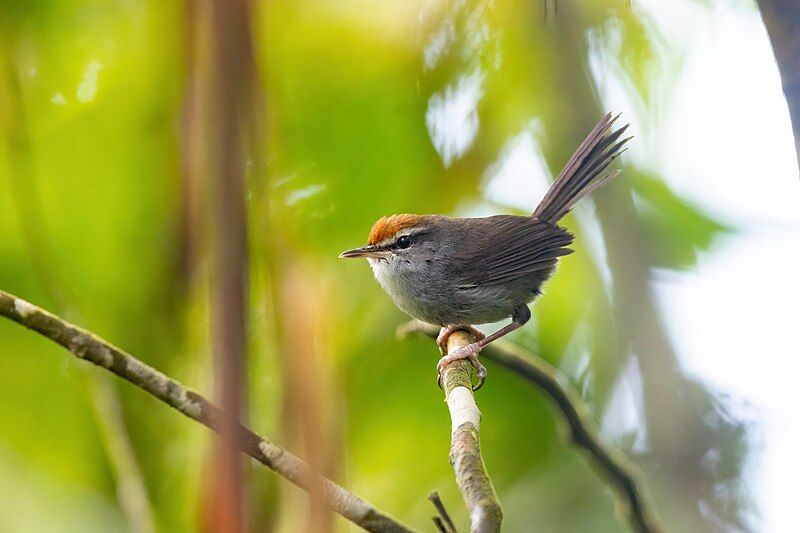 File:Fiji Bush Warbler.jpg