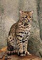 Geoffroy's Cat