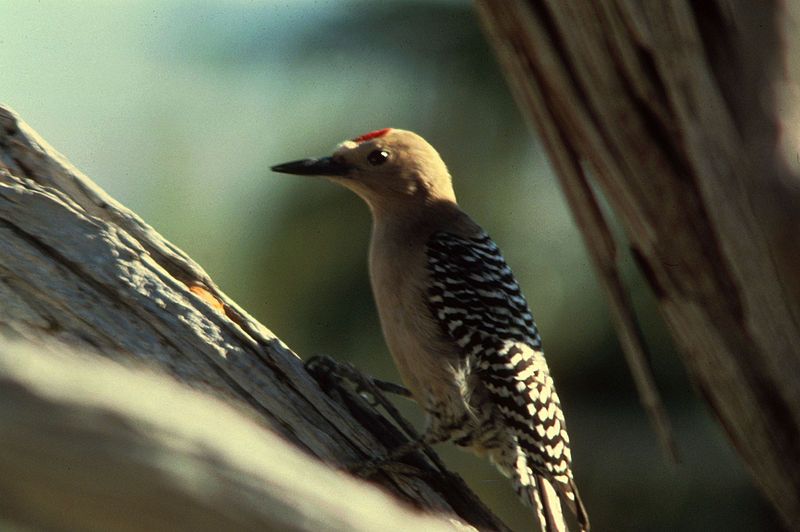 File:Gila Woodpecker.jpeg