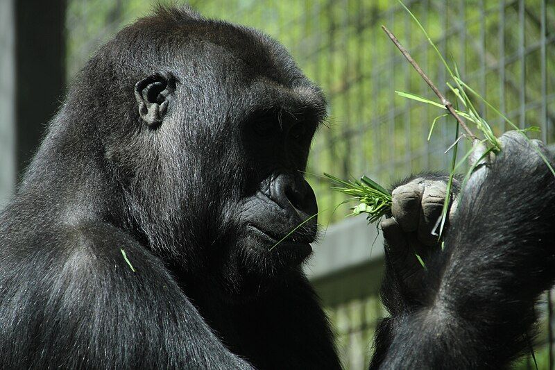 File:Gorilla-Columbus-Zoo.JPG