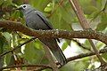 Grey cuckooshrike