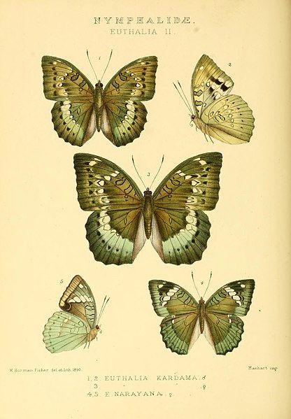 File:GroseSmithKirby1891RhopExotNymphalidaeEuthaliaII.jpg