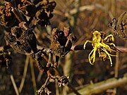 A lone flower in December, alongside empty seed pods from last year