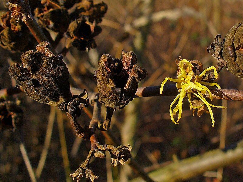 File:Hamamelis virginiana 03.JPG