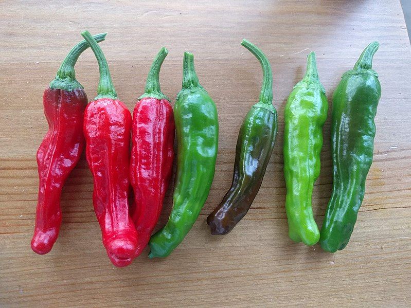 File:Homegrown shishito peppers.jpg