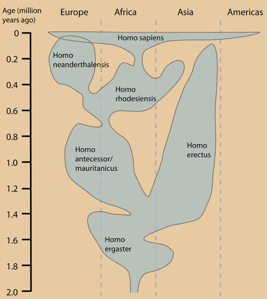 File:Humanevolutionchart.png