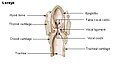 Cross-section of the larynx, with structures including the epiglottis labelled.