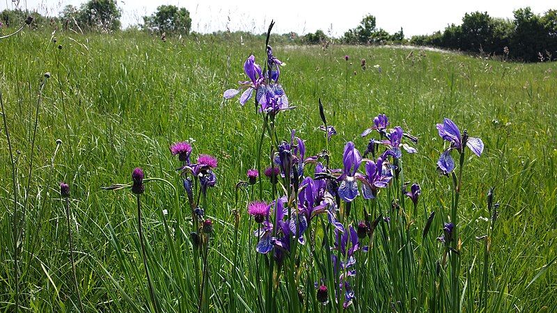 File:Iris sibirica sl2.jpg