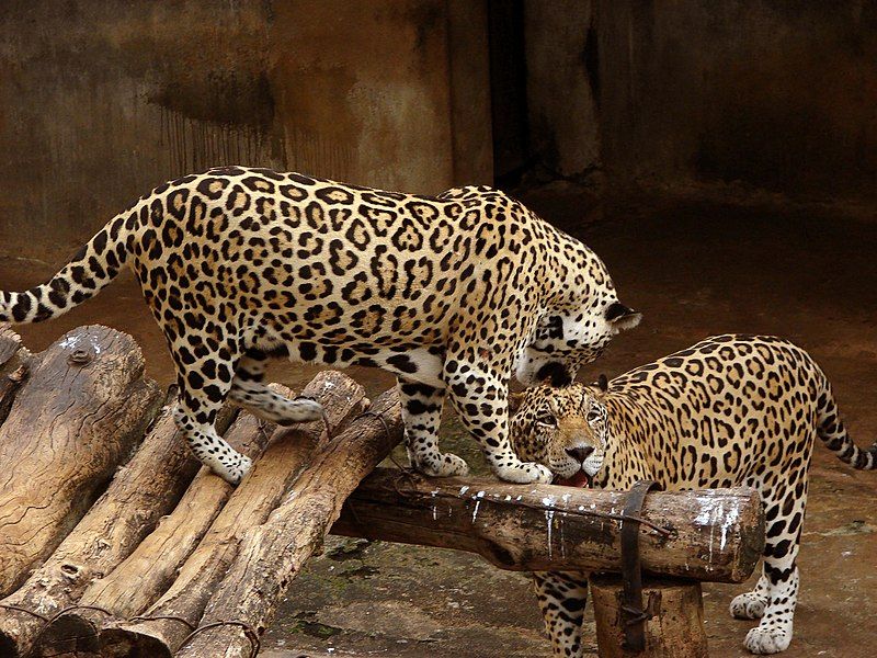 File:Jaguars pair.jpg