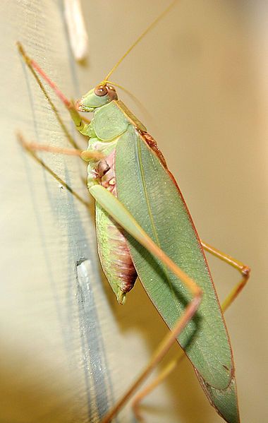 File:Katydid.jpg