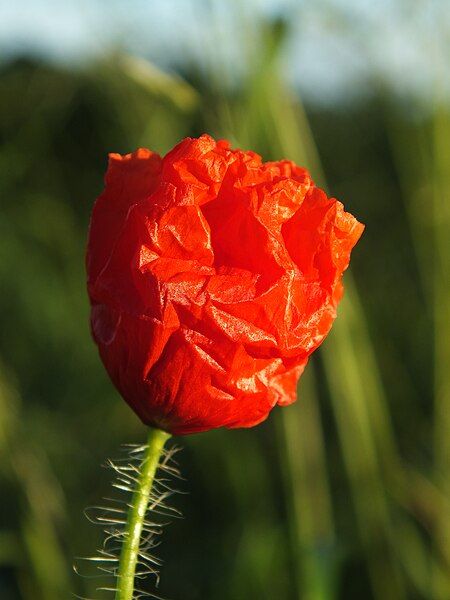 File:Klatschmohn geschlossen.jpg