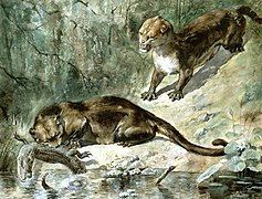 Restoration of Patriofelis ferox by Charles R. Knight, 1896