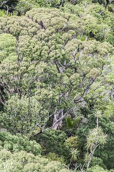 File:Kunzea linearis trees.jpg