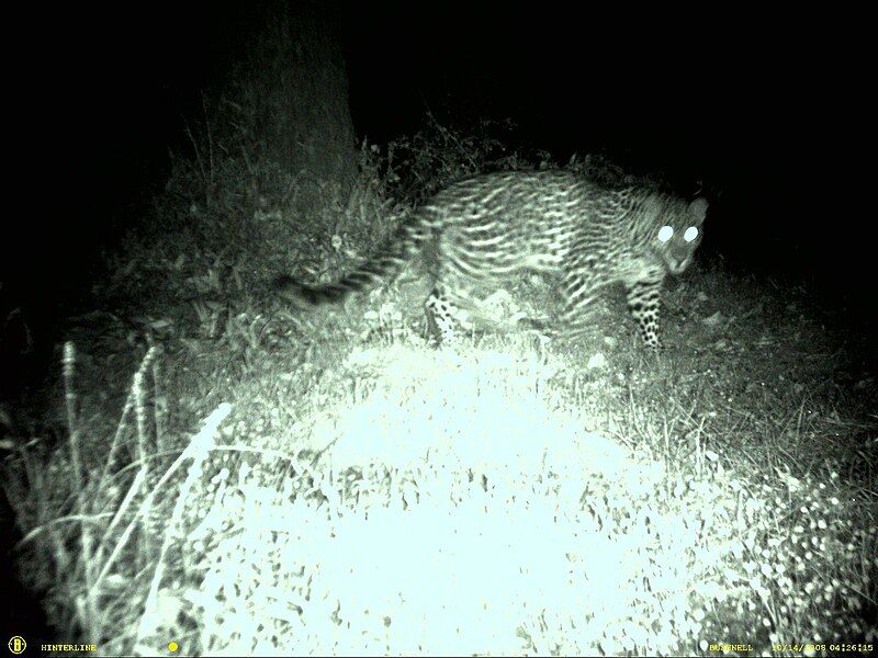 File:Leopard in Garhwal.jpg