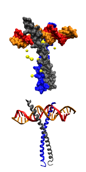 File:Leucine zipper2.png