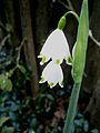 Leucojum aestivum