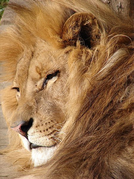 File:Lion 06584.jpg