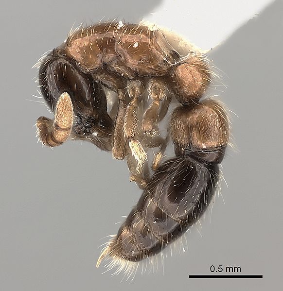 File:Lioponera longitarsus casent0217388.jpg