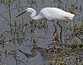 Little Egret, photographed in the Okovango Delta of Botswana, Africa.