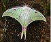 Indian moon moth