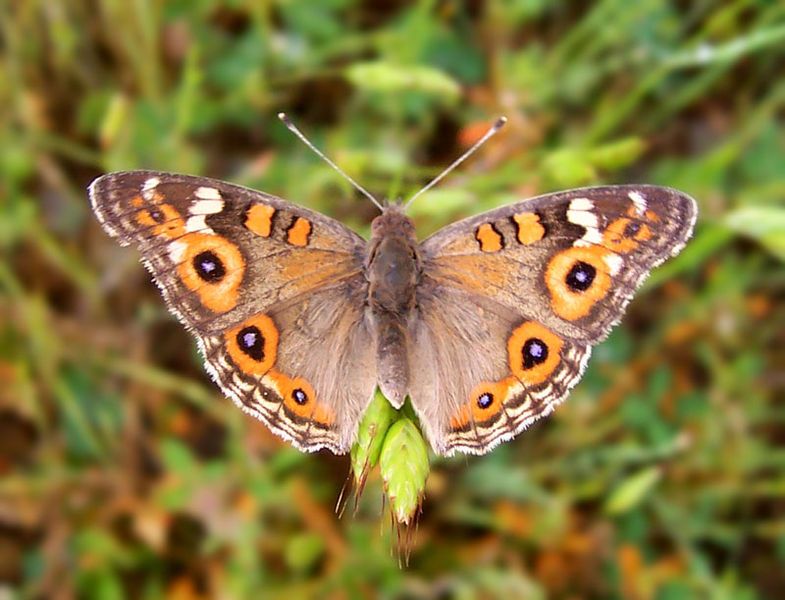 File:Meadow Argus.jpg