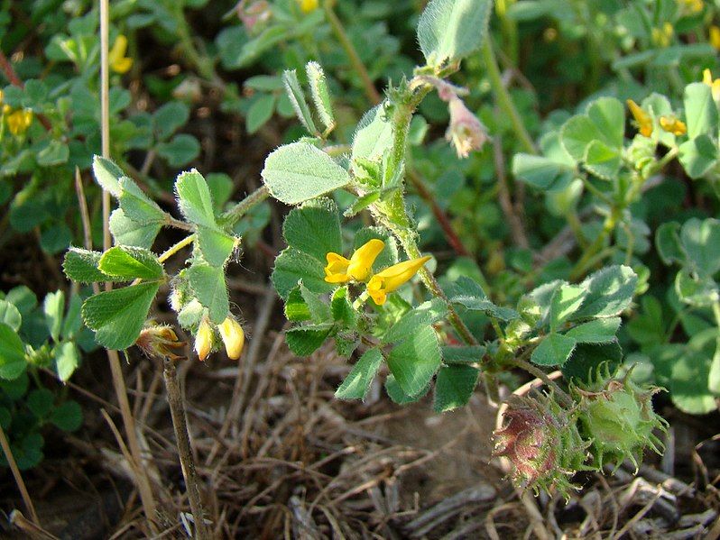 File:Medicago rigidula Y01.jpg