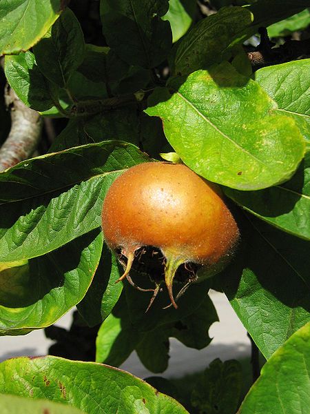 File:Medlar pome.jpg