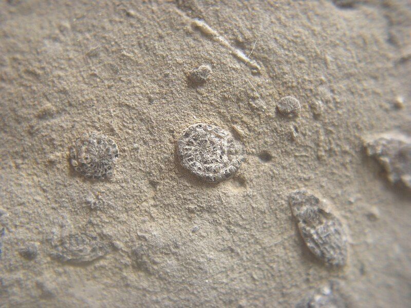 File:Microfossils.JPG