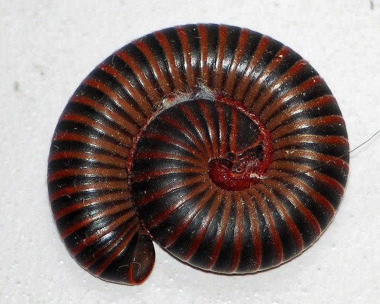 File:Millipede curled.jpg