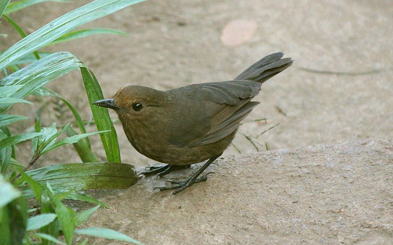 File:Myophonus blighi female.JPG