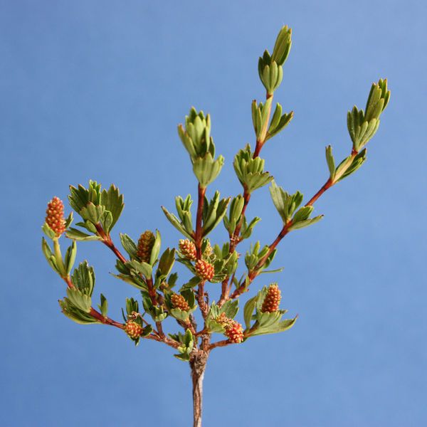 File:Myrothamnus flabellifolius Myrothamanaceae.jpg