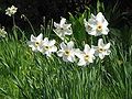 Narcissus poeticus var. recurvus