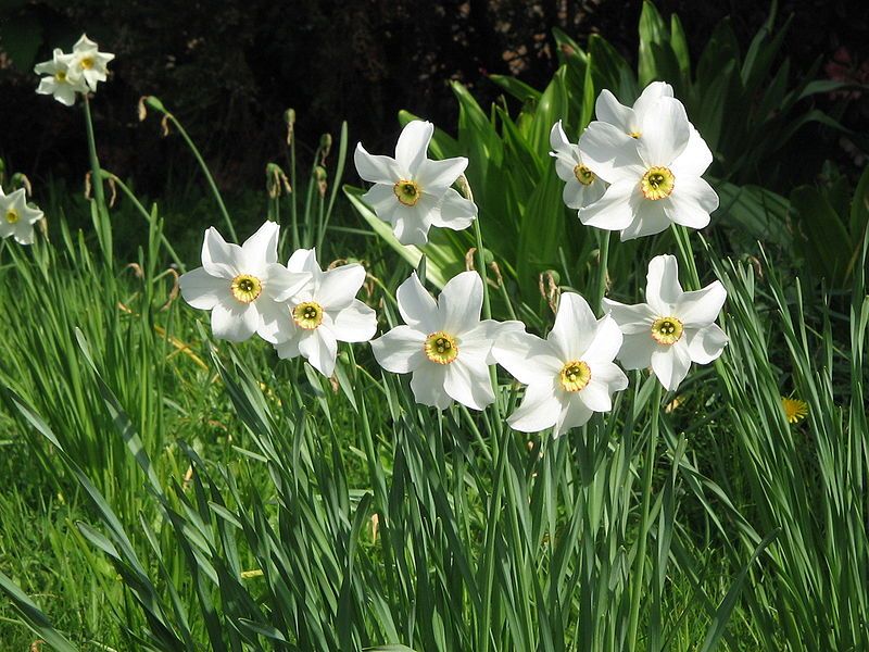 File:Narcissus poeticus 'Recurvus'.jpg