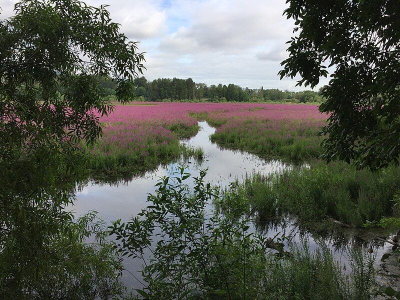 File:Oaks Bottom photo.jpg