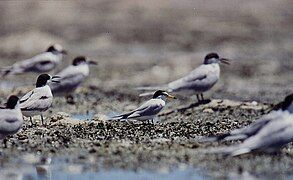 Little terns Sternula albifrons