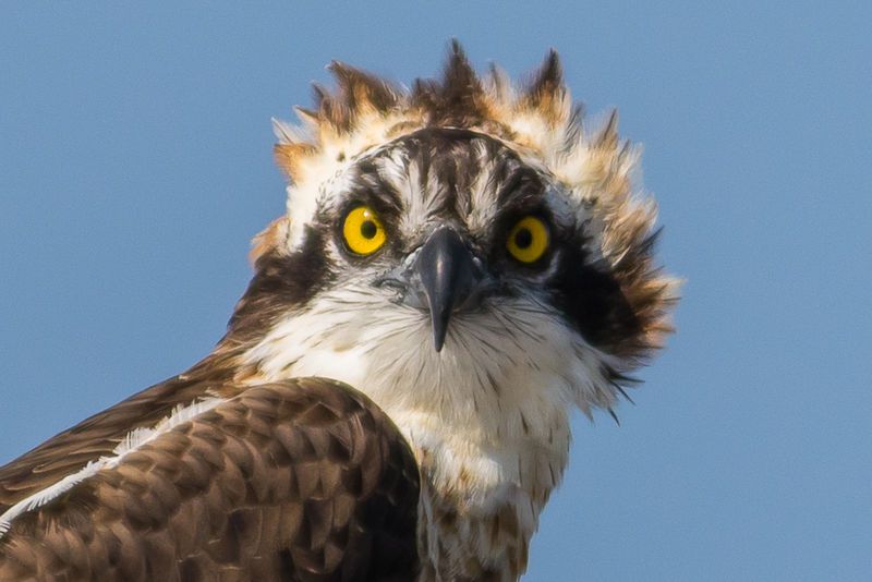 File:Osprey Head.jpg