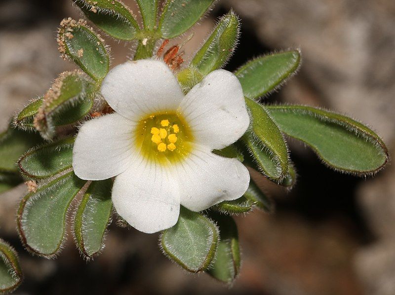 File:Oxalis virginea 43528268.jpg