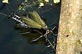 Parachiona picicornis adult emerging from aquatic pupa