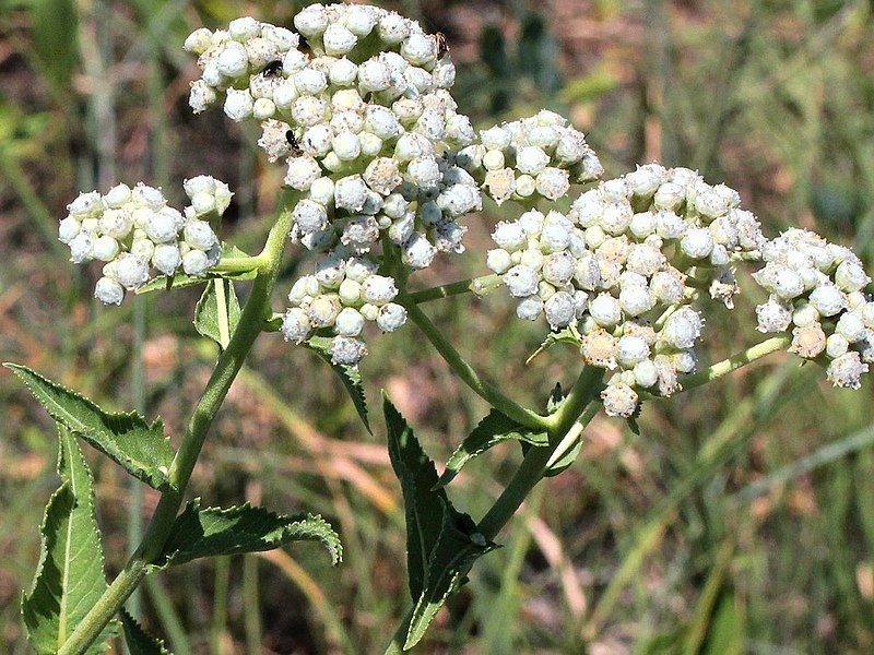 File:Parthenium integrifolium-flowering.jpg