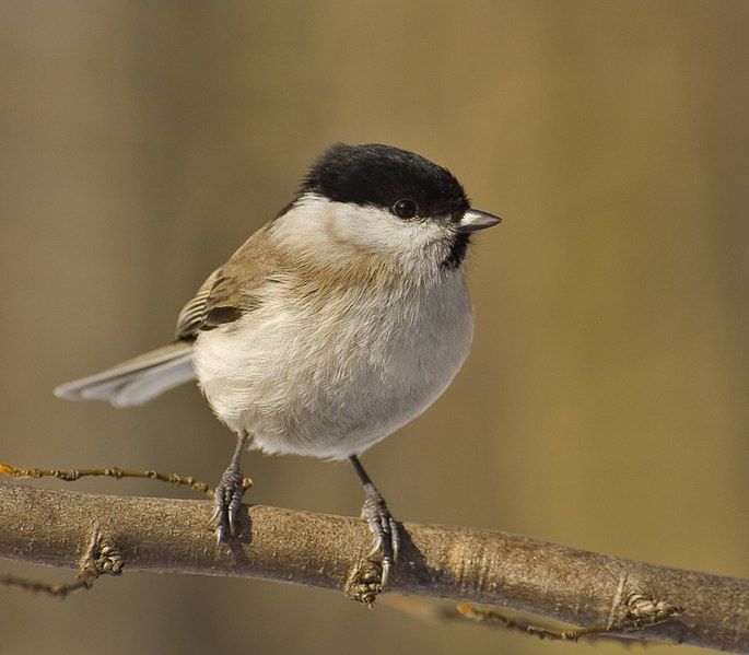 File:Parus palustris02.jpg