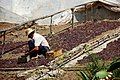 Passerillage without straining at Málaga; the drying gives a reddish-brown colour to the white grape.