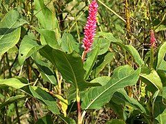 P. a. var. emersa long spike