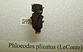 Phloeodes plicatus