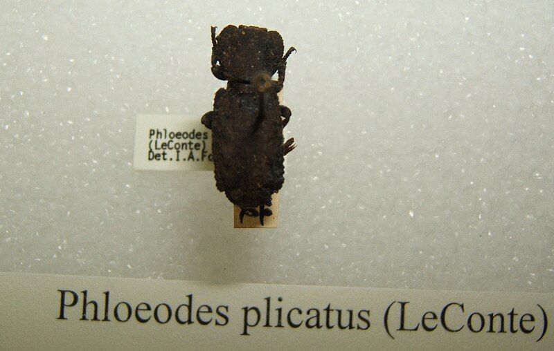 File:Phloeodes plicatus sjh.jpg