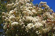 Masses of flowers