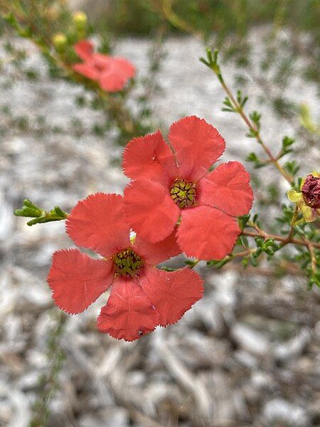 File:Pileanthus vernicosus flower.jpg