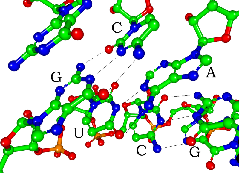 File:Piwi-siRNA-basepairing.png