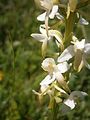 Platanthera bifolia