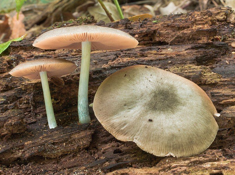 File:Pluteus americanus.jpg